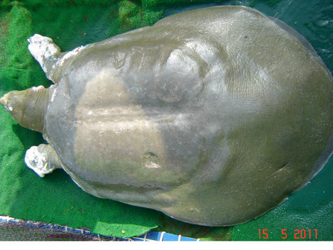 "Cụ" rùa Hồ Gươm được đưa lên chữa trị hồi tháng 5/2011.