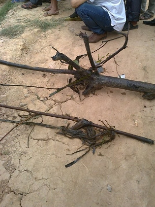 2 thanh gậy được tìm thấy tại hiện trường được cho có thể là có thể là phương tiện gây án của các đối tượng khi truy sát nạn nhân