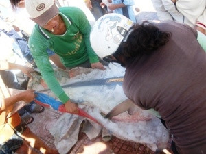 Chuẩn bị xẻ thịt cá mập, nhưng chủ yếu để lấy vây. Ảnh: T.T (Vietnam+). Chuẩn bị xẻ thịt cá mập, nhưng chủ yếu để lấy vây. Ảnh: T.T (Vietnam+)