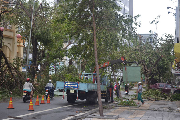 Hầu hết các tuyến đường ở Đà Nẵng đều có hàng loạt cây xanh bị bão quật đổ. Ảnh: baodanang.vn
