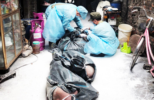 Bên trong vùng dịch tả lợn châu Phi ở nội thành Hà Nội ảnh 14