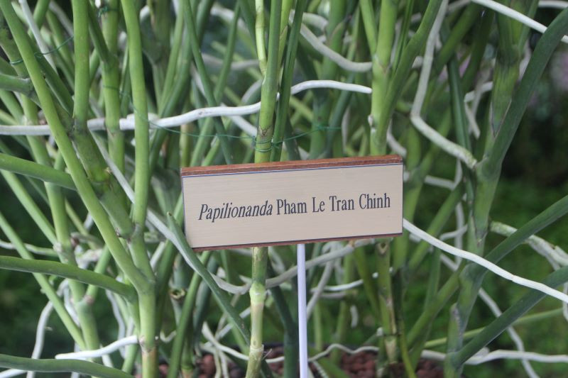 Hoa lan Pham Le Tran Chinh được ghép từ tên Thủ tướng Phạm Minh Chính và Phu nhân Lê Thị Bích Trân. Ảnh: Văn Kiên