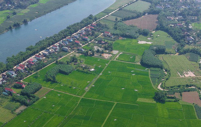 Hình ảnh đàn cò nhạn sà xuống cánh đồng của người dân ở thị trấn Phong Nha