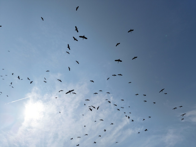 Hình ảnh đàn cò nhạn bay rợp trời