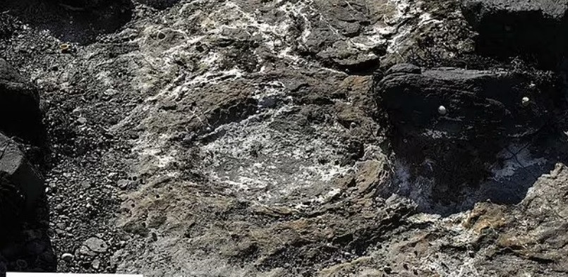 Dấu vết tròn lớn do hóa thạch tạo ra chỉ ra đây là loài khủng long cổ dài. Ảnh: Daily Mail