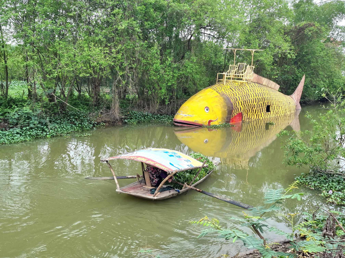 Hình ảnh cá chép vàng trên sông Hoàng Long. Ảnh: CTV Hình ảnh cá chép vàng trên sông Hoàng Long. Ảnh: CTV