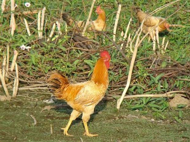 Gà thả vườn: gà thân cò lặn lội bờ rào ngon nhưng cũng là hiểm họa cho tình làng nghĩa xóm bị sứt mẻ. Trong cái rủi có cái may: nhờ vậy mà đẻ ra nền văn học chửi mất gà