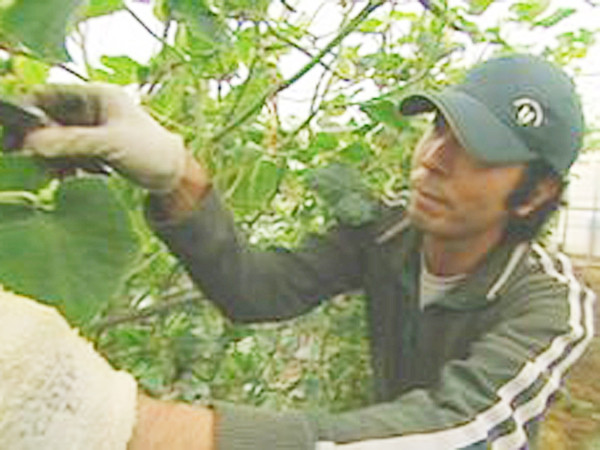 Hitosho Kajiya từ bỏ sự nghiệp ở thành phố để về học nghề nông của cha