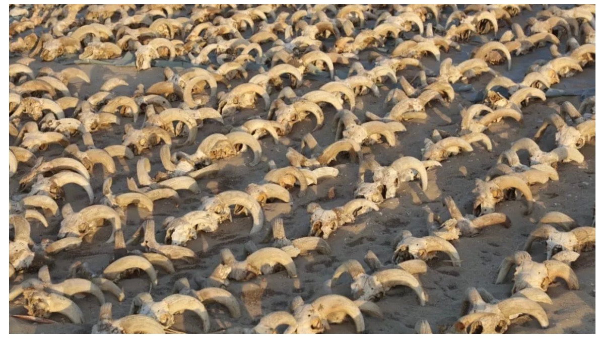 Những chiếc hộp sọ đầu cừu vừa được tìm thấy