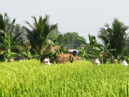 "Lúa lạ" được trồng trên diện tích 1,4 ha.