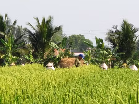 "Lúa lạ" được trồng trên diện tích 1,4 ha.