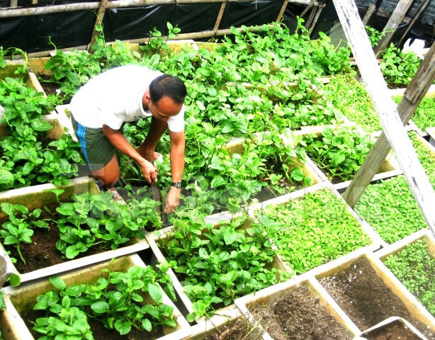 Tăng gia trên đảo