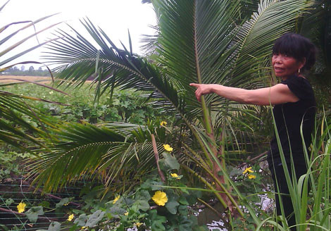 Kỳ lạ người đàn bà 25 năm… 'nghiện rau’, ăn mặn là xỉu ảnh 2