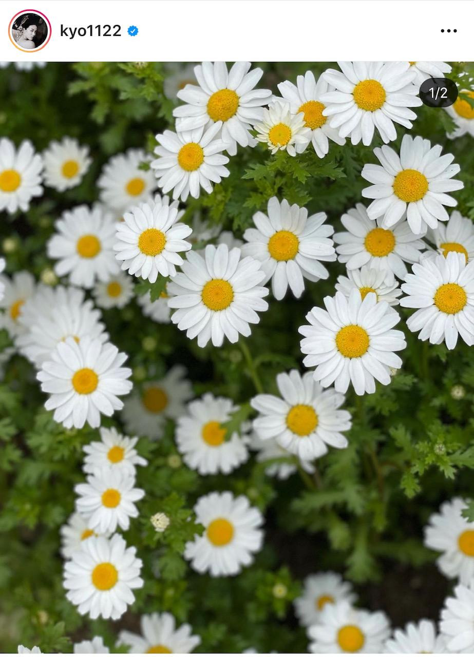 Hoa cúc, loài hoa mà Song Hye Kyo rất thích. Hoa cúc, loài hoa mà Song Hye Kyo rất thích.