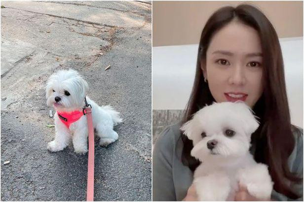 Son Ye-Jin đã đăng một bức ảnh Kitty với biểu tượng cảm xúc mặt cười trên SNS của cô ấy vào ngày 2/6. Kitty đầy đáng yêu khiến người xem không khỏi mỉm cười.