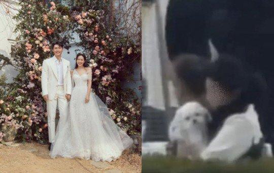 Việc chú chó Kitty của Son Ye-Jin đến dự đám cưới của 'mẹ' Son Ye-Jin đã thu hút sự chú ý. Mới đây, trên một cộng đồng mạng đã đăng tải bức ảnh chú chó Kitty được bắt gặp trong đám cưới của Son Ye Jin và Hyun Bin. Việc chú chó Kitty của Son Ye-Jin đến dự đám cưới của 'mẹ' Son Ye-Jin đã thu hút sự chú ý. Mới đây, trên một cộng đồng mạng đã đăng tải bức ảnh chú chó Kitty được bắt gặp trong đám cưới của Son Ye Jin và Hyun Bin.