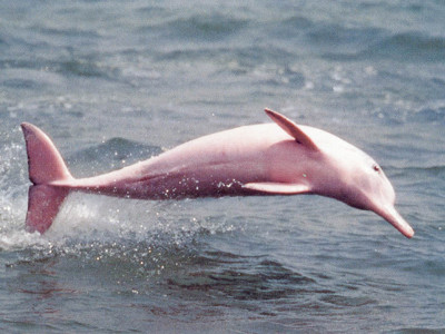 Cá heo sông Dương Tử đang trên bờ vực tuyệt chủng. Ảnh từ Internet. Cá heo sông Dương Tử đang trên bờ vực tuyệt chủng Ảnh từ Internet