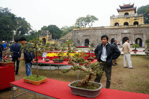 Từ nay tới Tết sẽ còn nhiều cây và hoa cảnh được mang tới