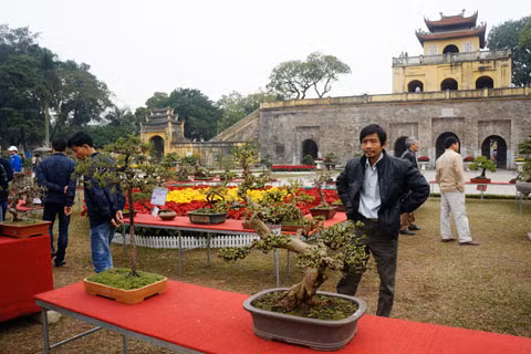 Từ nay tới Tết sẽ còn nhiều cây và hoa cảnh được mang tới. Từ nay tới Tết sẽ còn nhiều cây và hoa cảnh được mang tới