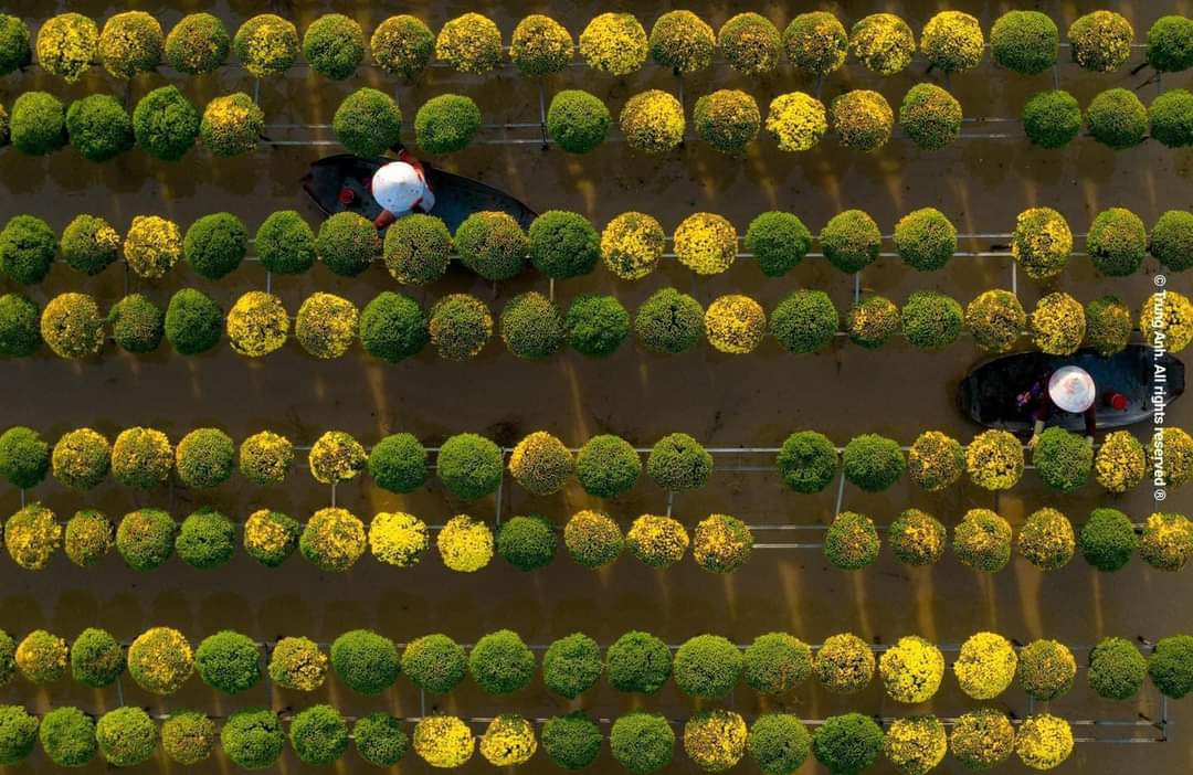 Từ trên cao nhìn xuống, làng hoa Sa Đéc tựa như một bức tranh rực rỡ. (Ảnh: Trung Anh) Từ trên cao nhìn xuống, làng hoa Sa Đéc tựa như một bức tranh rực rỡ. (Ảnh: Trung Anh)