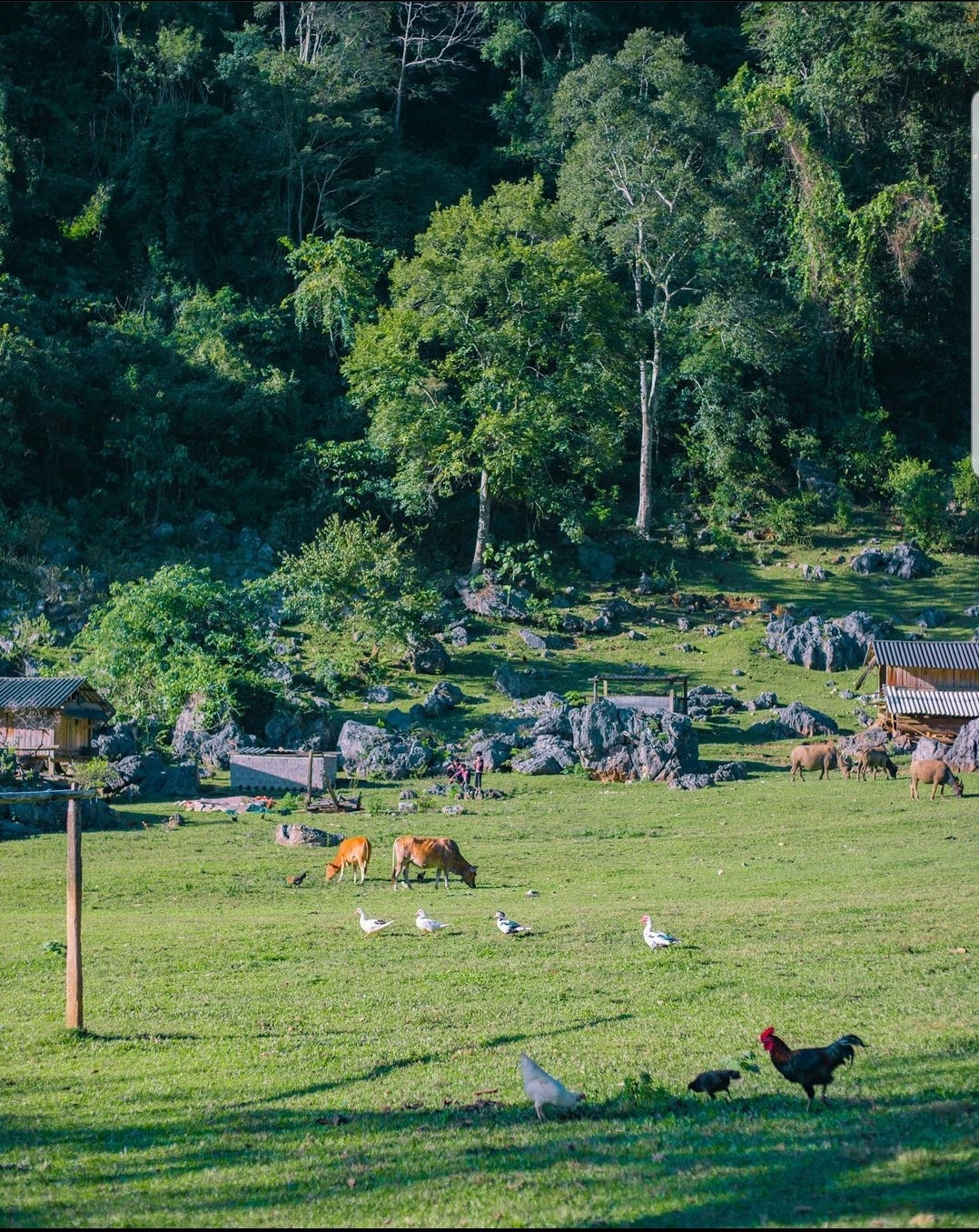 Khung cảnh hệt như thảo nguyên xanh giữa núi rừng Tây Bắc. (Ảnh: mavis.vivuky)