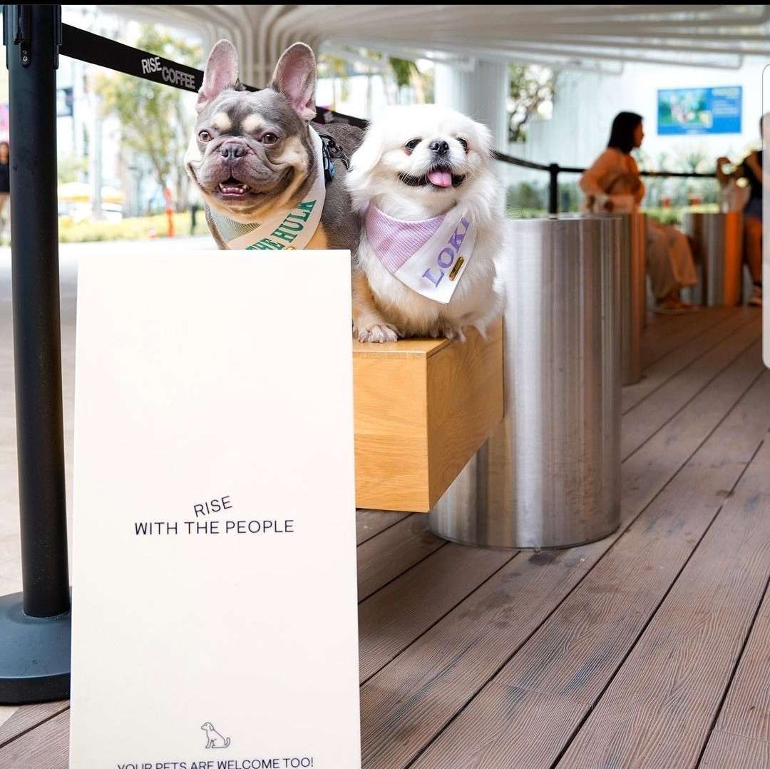 Các boss đã có địa điểm vui chơi mới. (Ảnh: thehulk_frenchbulldog)