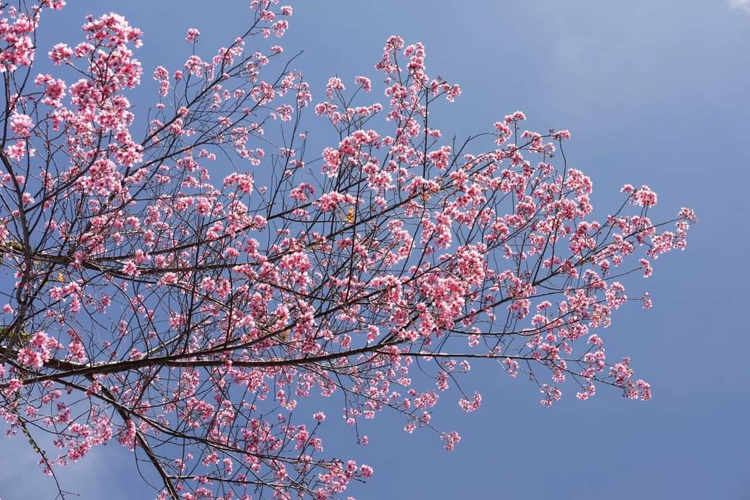 Hoa mai anh đào báo hiệu Xuân về. (Ảnh: Thanh Việt)