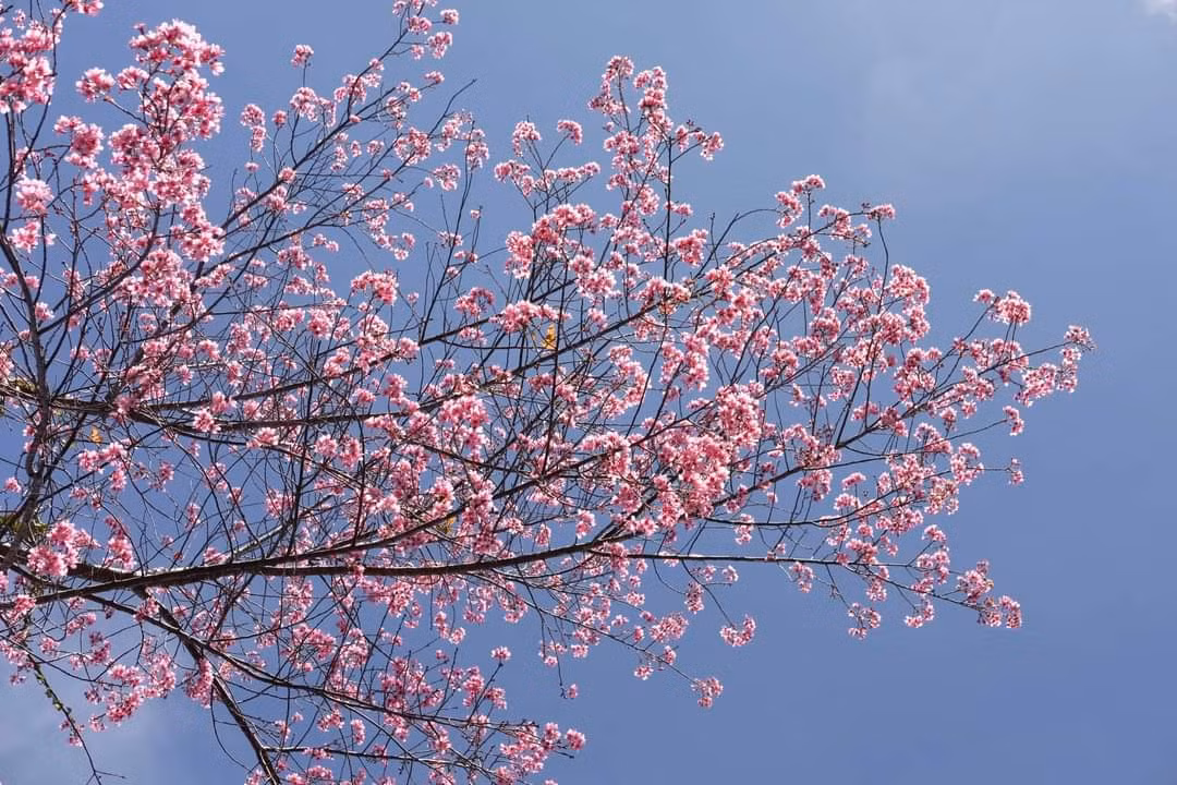 Hoa mai anh đào báo hiệu Xuân về. (Ảnh: Thanh Việt)