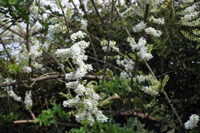 Đỗ mai lung linh đón nắng và gió. (Ảnh: adg)