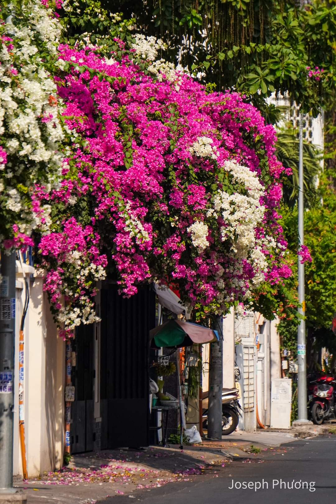 Con đường hoa giấy Đặng Tất nở rộ đẹp tựa chốn cổ tích. (Ảnh: Joseph Phương) Con đường hoa giấy Đặng Tất nở rộ đẹp tựa chốn cổ tích. (Ảnh: Joseph Phương)