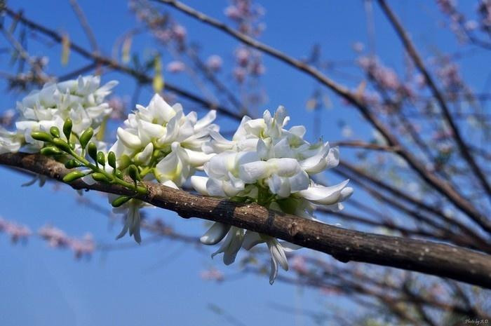 Vẻ đẹp dịu dàng của đỗ mai làm “xiêu lòng” bao du khách. (Ảnh: adg)