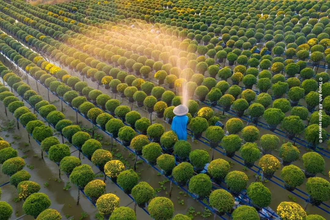 Khung cảnh tại vườn hoa Sa Đéc. (Ảnh: Trung Anh) Khung cảnh tại vườn hoa Sa Đéc. (Ảnh: Trung Anh)