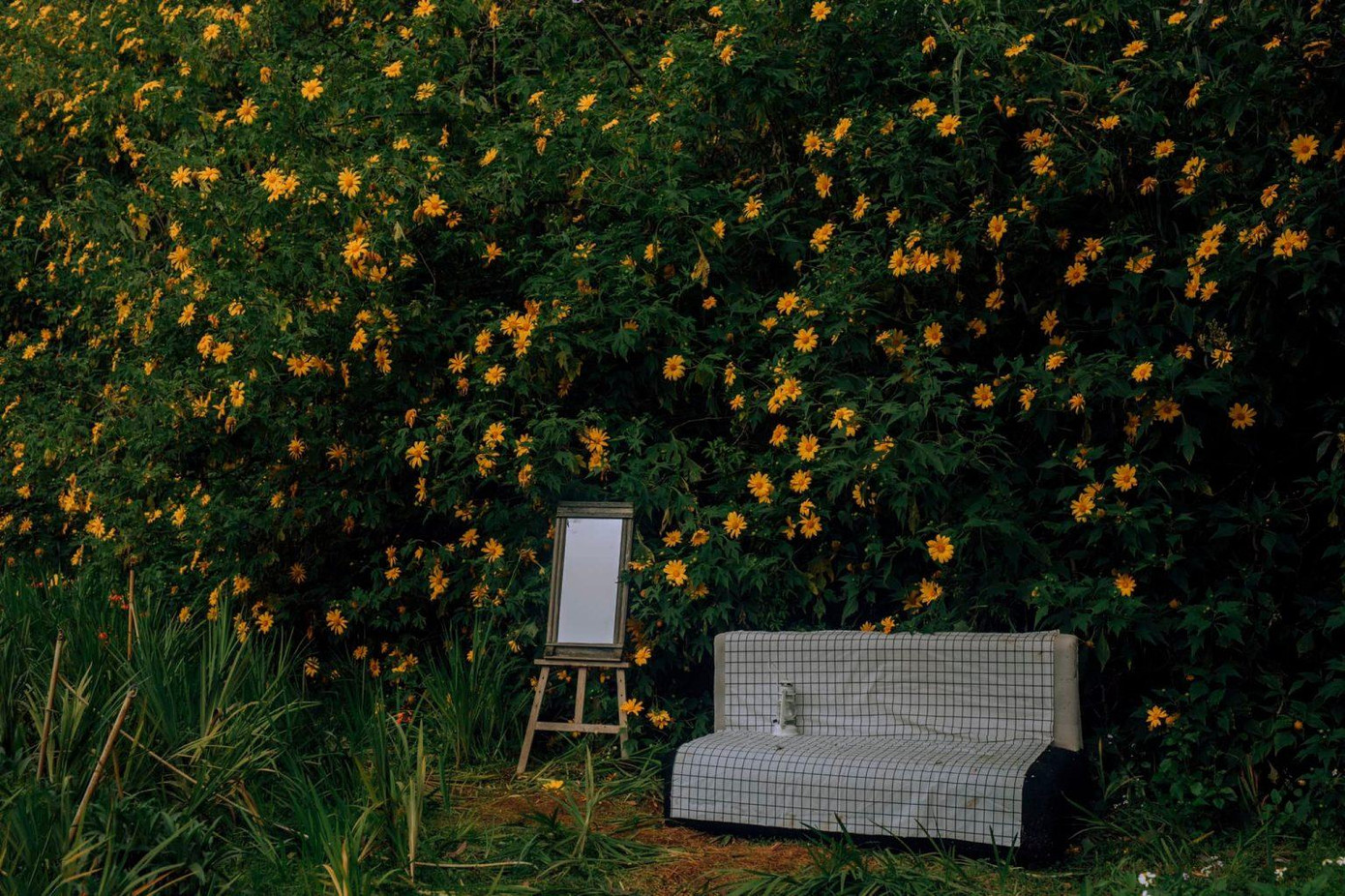 Background cực xịn cho giới trẻ check-in mùa dã quỳ. (Ảnh: Cala Lily)