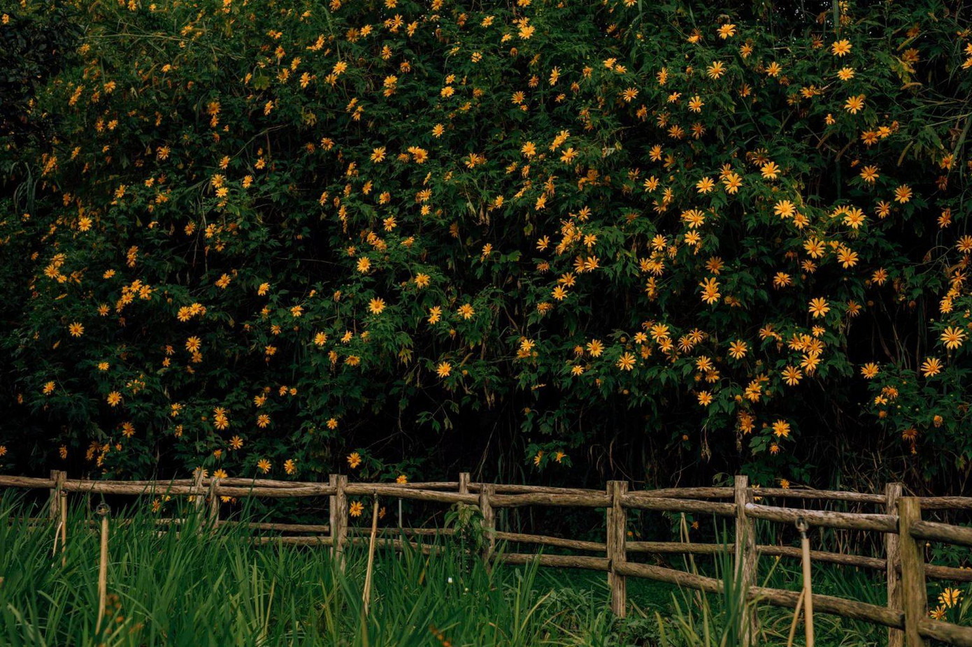 Bức tường dã quỳ vàng rực tựa như tranh vẽ. (Ảnh: Cala Lily)