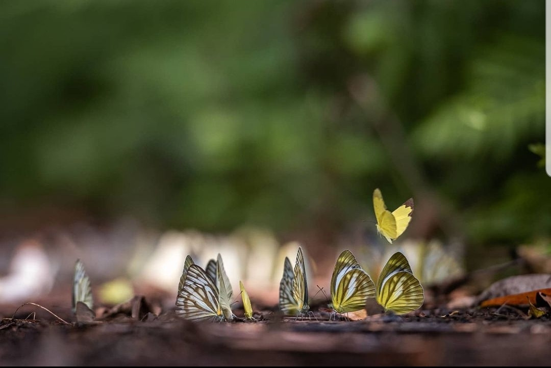 Nếu bạn thuộc tín đồ yêu bướm thì chắc chắn không nên bỏ qua nơi đây. (Ảnh: petershin.photohistory)
