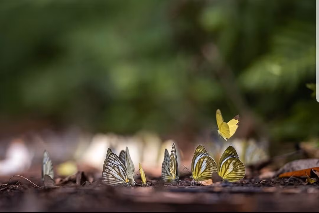 Nếu bạn thuộc tín đồ yêu bướm thì chắc chắn không nên bỏ qua nơi đây. (Ảnh: petershin.photohistory)