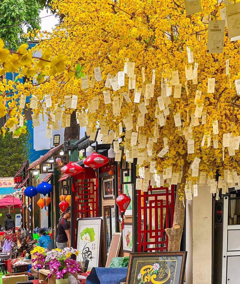 Trước sân Nhà Văn hóa Thanh niên trang trí rất nhiều gốc mai vàng. (Ảnh: Fanpage Nhà Văn hóa Thanh niên Thành phố Hồ Chí Minh)