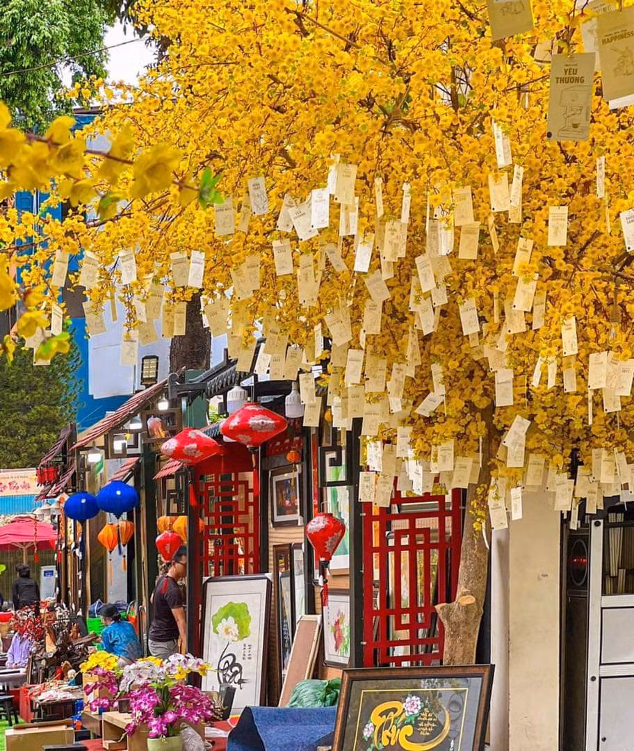 Trước sân Nhà Văn hóa Thanh niên trang trí rất nhiều gốc mai vàng. (Ảnh: Fanpage Nhà Văn hóa Thanh niên Thành phố Hồ Chí Minh)
