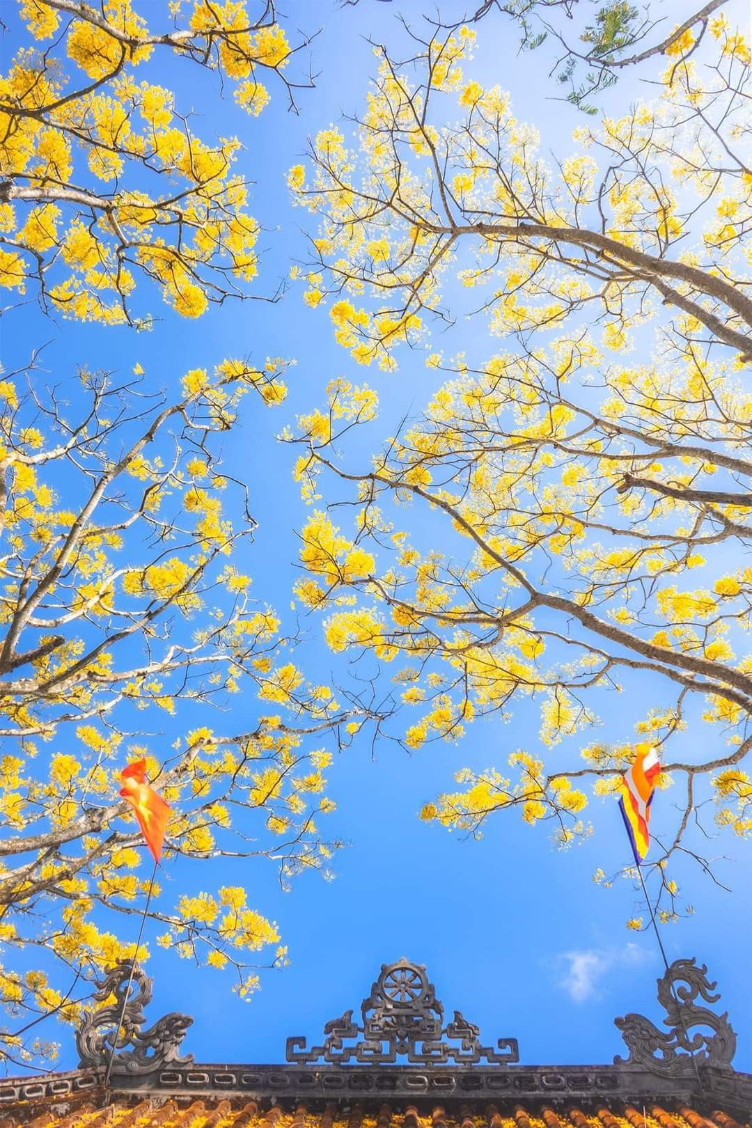 Phượng vàng khoe sắc. (Ảnh: Minh Phụng) Phượng vàng khoe sắc. (Ảnh: Minh Phụng)