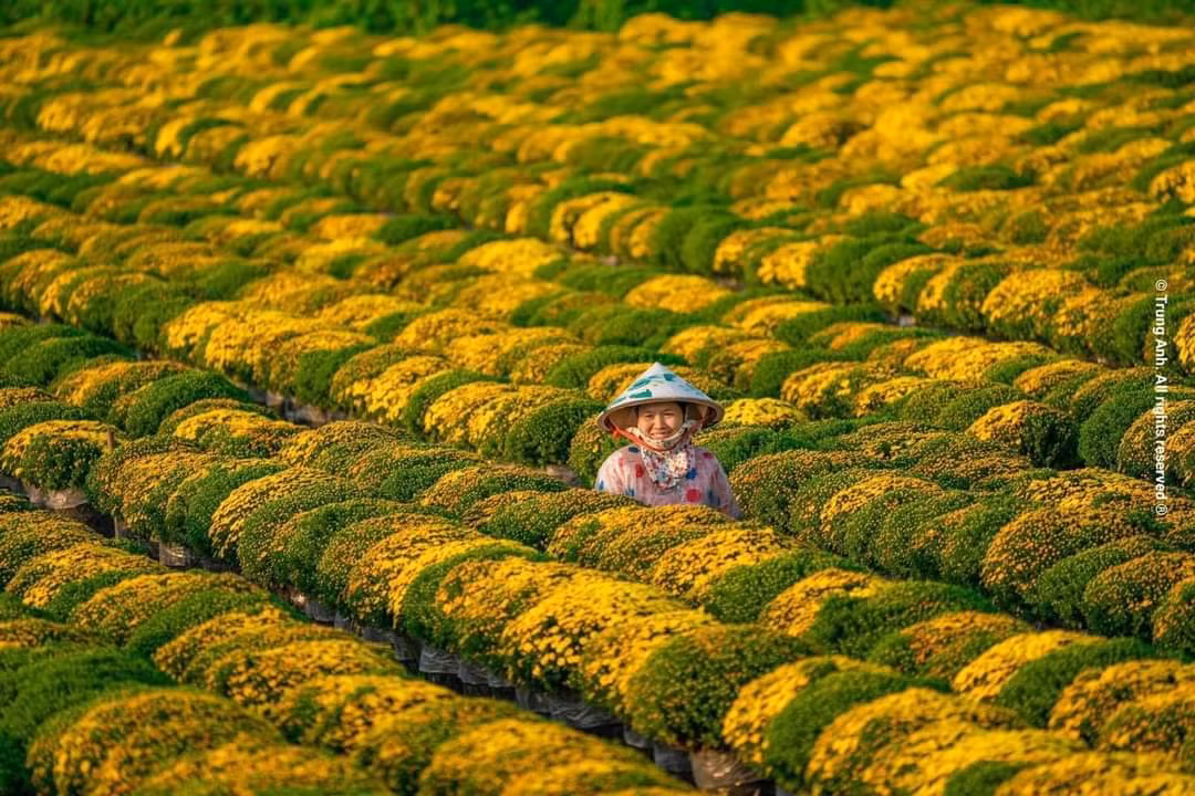 Người nông dân lạc giữa rừng hoa rực rỡ. (Ảnh: Trung Anh)