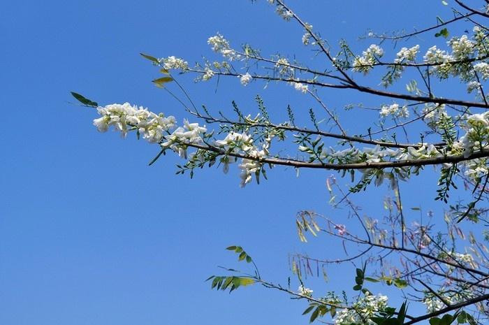 Những chùm đỗ mai trắng tinh khôi nổi bật giữa nền trời xanh. (Ảnh: adg)