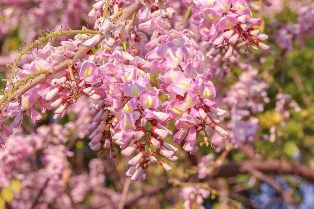 “Anh đào xứ biển” làm nổi bật cả một góc đường. (Ảnh: agd)