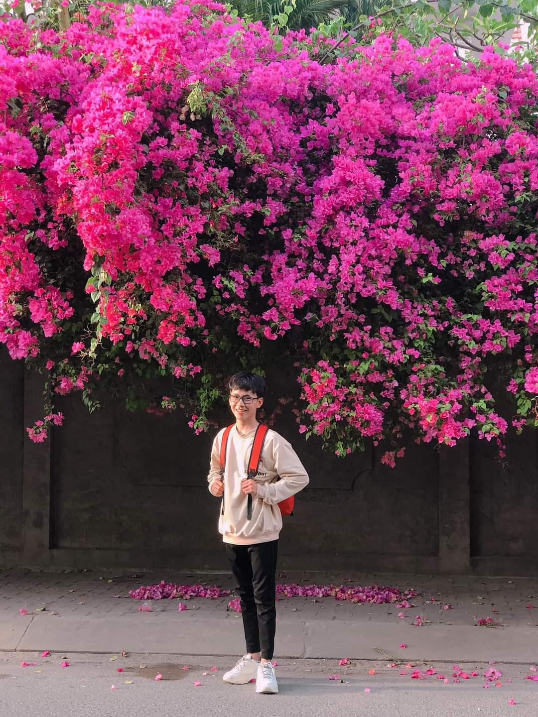 Tường hoa giấy rực rỡ sắc hồng. (Ảnh: Lương Hải) Tường hoa giấy rực rỡ sắc hồng. (Ảnh: Lương Hải)