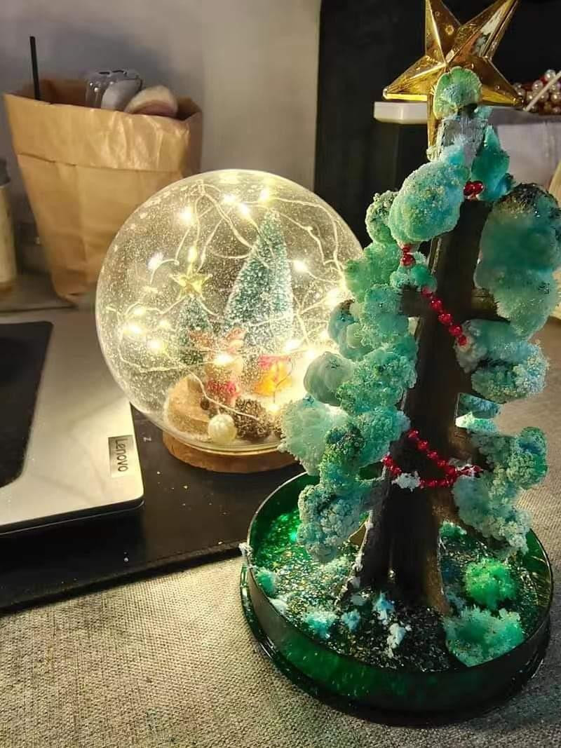 Cây thông tuổi thơ của nhiều thế hệ. (Ảnh: Internet)