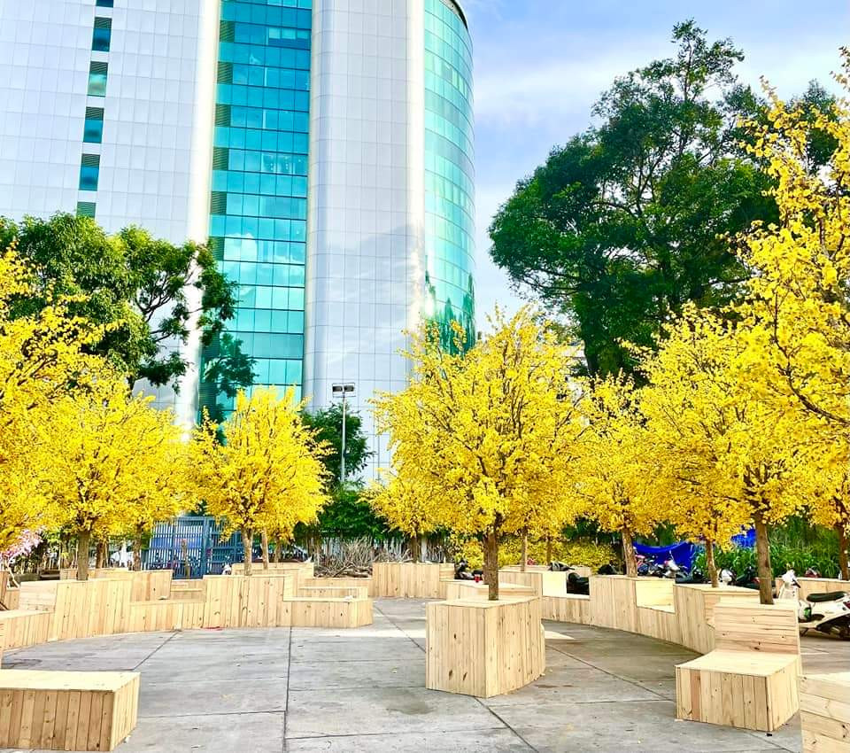 Hơn 100 gốc mai được dùng để trang trang trí cho lễ hội. (Ảnh: Fanpage Nhà Văn hóa Thanh niên Thành phố Hồ Chí Minh)