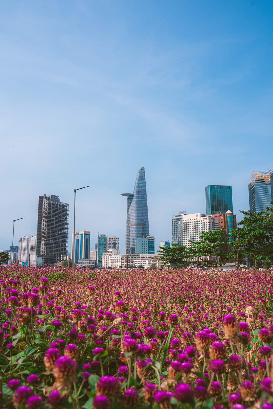 Cánh đồng hoa cúc tím nên thơ ngay tại Sài Gòn. (Ảnh: Dương Nguyễn)