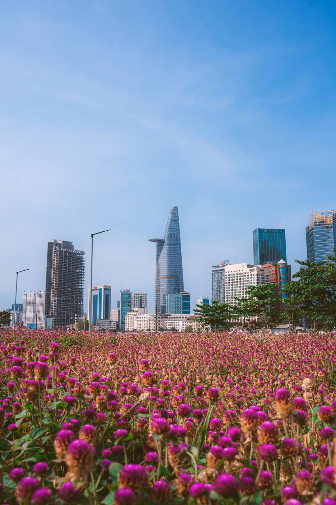 Cánh đồng hoa cúc tím nên thơ ngay tại Sài Gòn. (Ảnh: Dương Nguyễn) Cánh đồng hoa cúc tím nên thơ ngay tại Sài Gòn. (Ảnh: Dương Nguyễn)