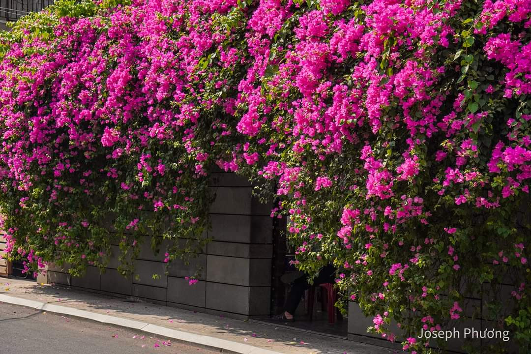 Giàn hoa giấy siêu phẩm khiến ai đi qua cũng phải đứng lại. (Ảnh: Joseph Phương) Giàn hoa giấy siêu phẩm khiến ai đi qua cũng phải đứng lại. (Ảnh: Joseph Phương)