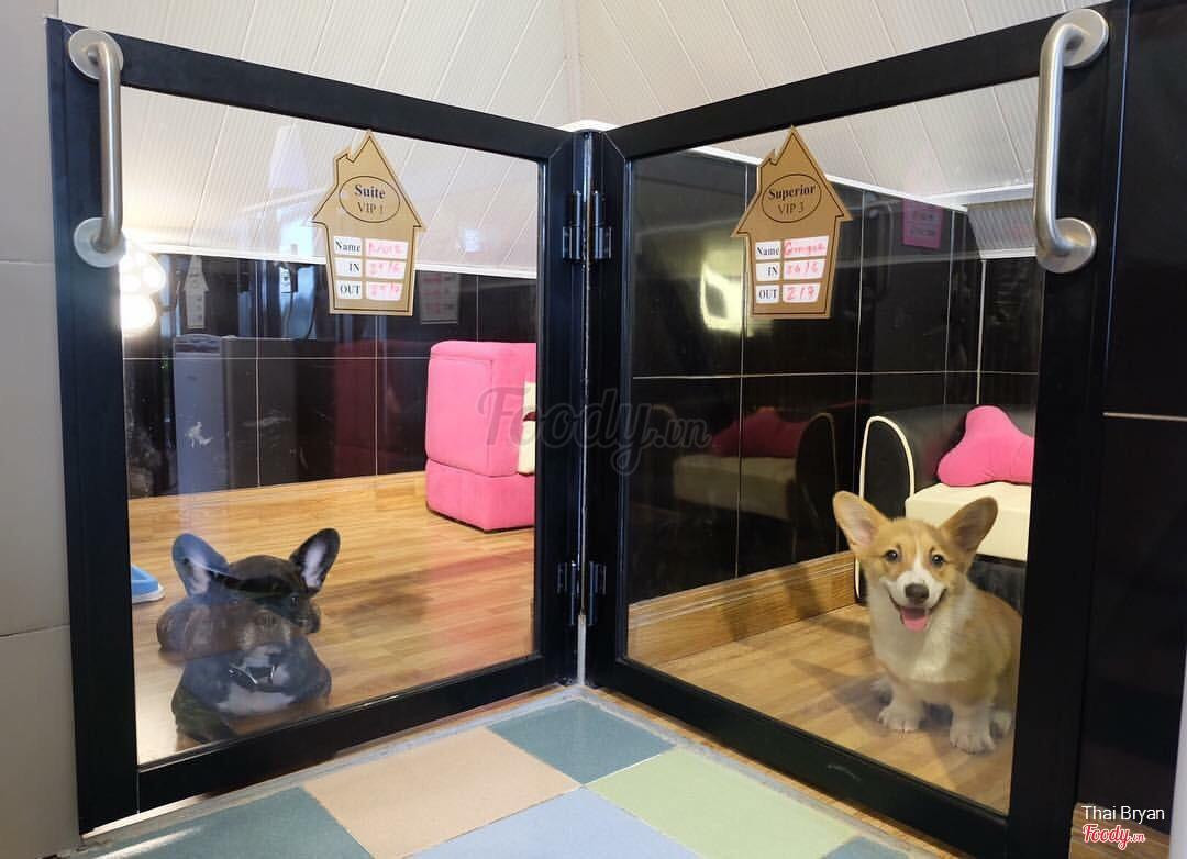 Để tìm được một pet hotel chất lượng xịn sò như này không hề dễ. (Ảnh: Foody) Để tìm được một pet hotel chất lượng xịn sò như này không hề dễ. (Ảnh: Foody)
