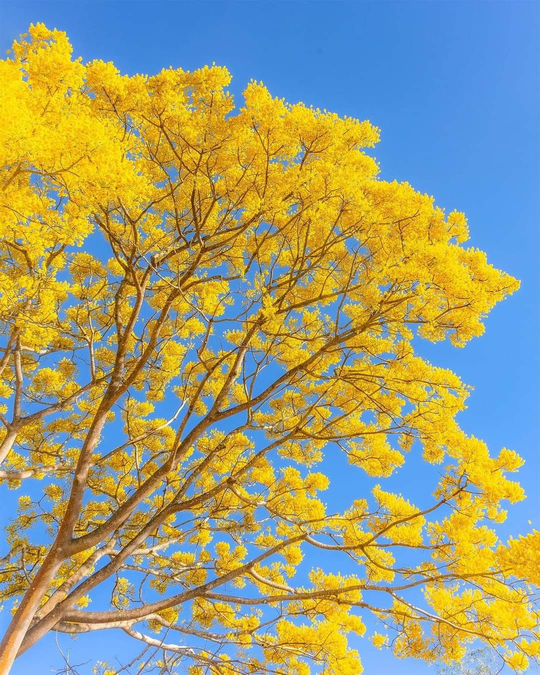 Những cành phượng nhuộm vàng cả góc trời. (Ảnh: Minh Phụng) Những cành phượng nhuộm vàng cả góc trời. (Ảnh: Minh Phụng)